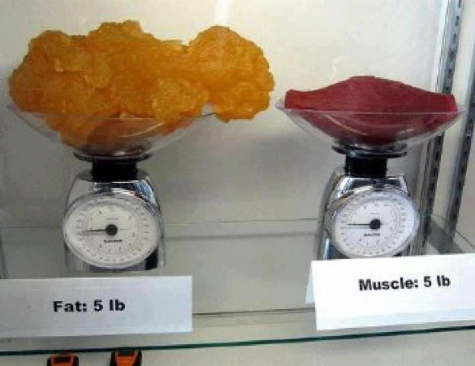   muscle_fat.jpg